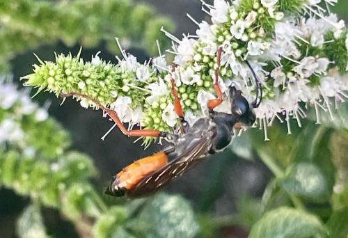 Réf. 348 679 : Sphex funerarius